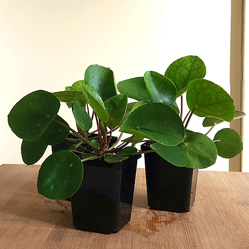 Pilea Peperomioides