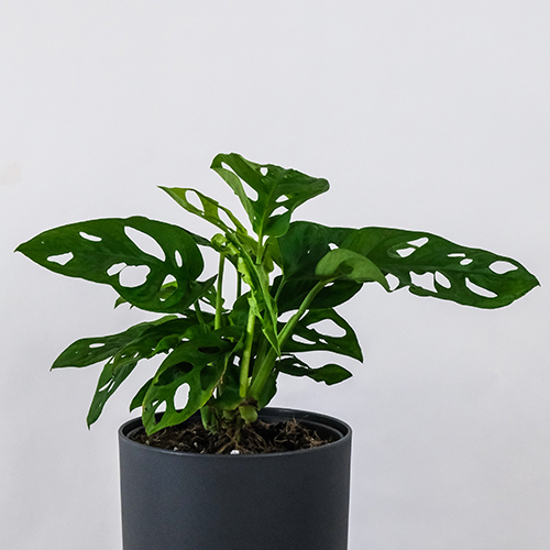 Monstera Adansonii